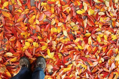 Sonbahar yaprakları ayağa