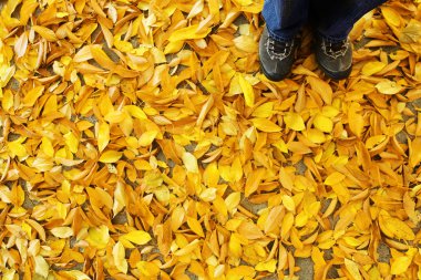 Sonbahar yaprakları ayağa