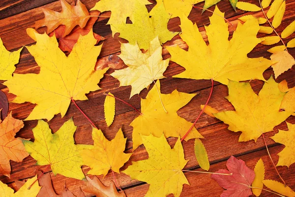 Autumn leaves  background — Stock Photo, Image