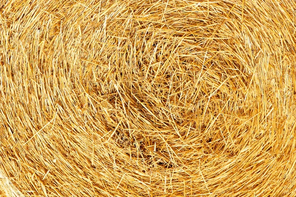 Bale of hay on the field — Stock Photo, Image