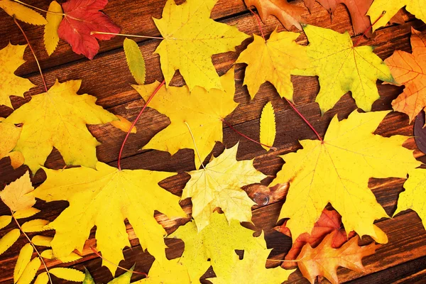 Autumn leaves  background — Stock Photo, Image