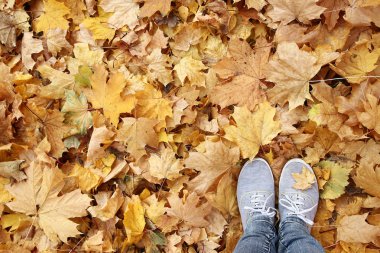 Sonbahar yaprakları ayağa