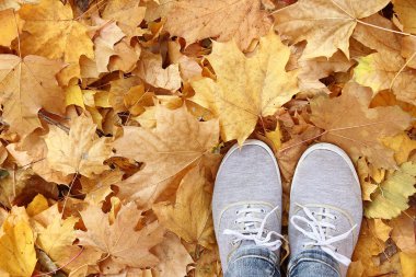 Sonbahar yaprakları ayağa
