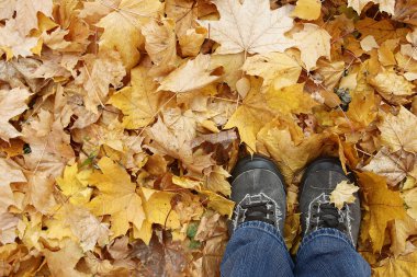 Sonbahar yaprakları ayağa