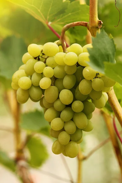 Uvas en las ramas de vid —  Fotos de Stock