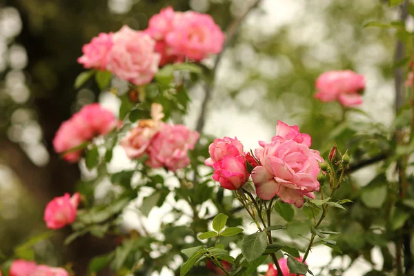 バラの枝の色の花 — ストック写真