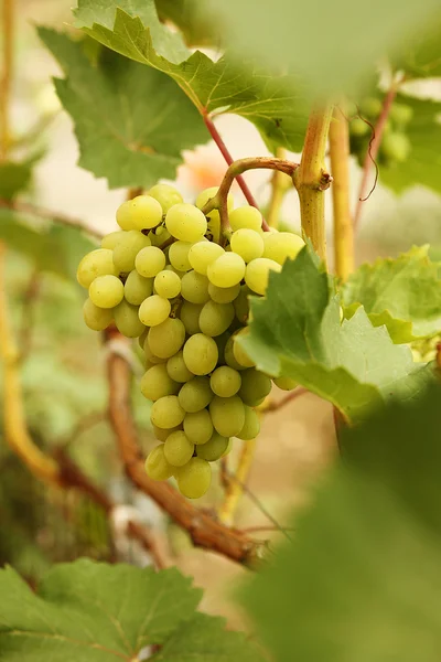 Uvas nos ramos de videira — Fotografia de Stock