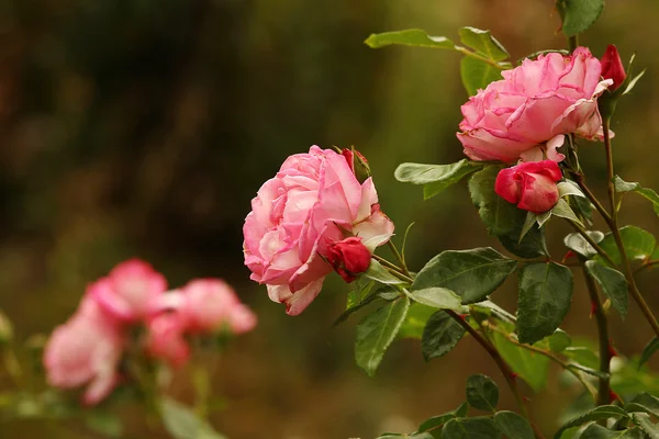 バラの枝の色の花 — ストック写真