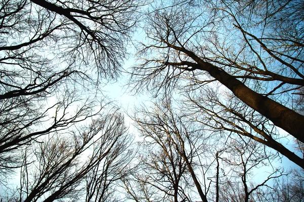 Winter forest bakgrund — Stockfoto