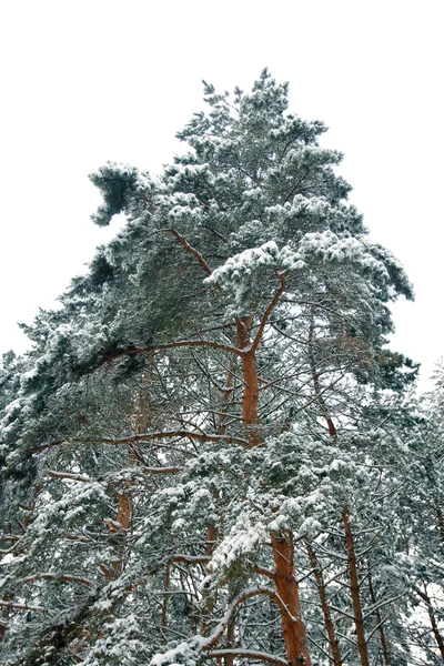 Fond de forêt d'hiver — Photo