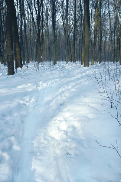Inverno floresta fundo — Fotografia de Stock