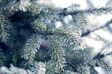 Kış ağacı arka planı