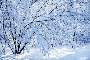 kış orman arka plan