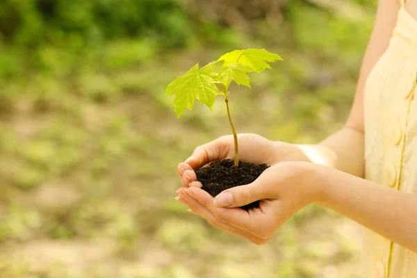 Plant with soil in hands — стоковое фото