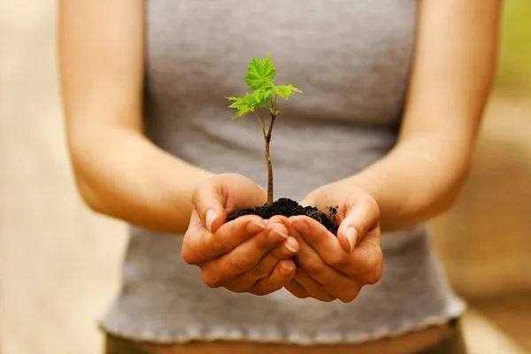 Pflanze mit Erde in der Hand — Stockfoto