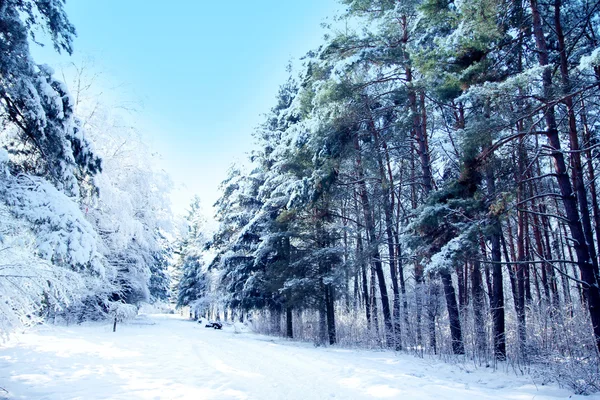 Kış park orman — Stok fotoğraf