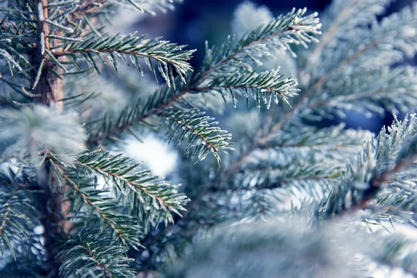 Fondo del árbol de invierno — Foto de Stock