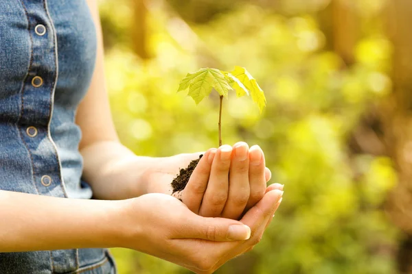 Plant with soil in hands — Stock Photo, Image