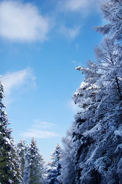 Зимовий ліс парк — стокове фото