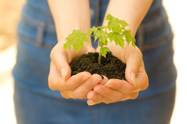 Plant with soil in hands — стоковое фото