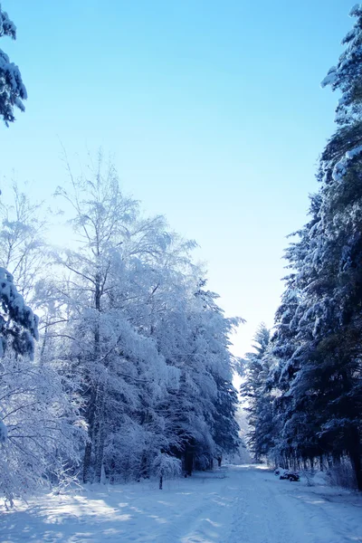 Winter park forest — Stock Photo, Image