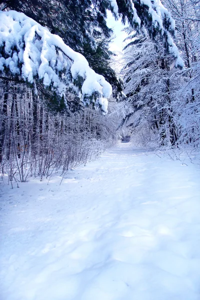 Winterparkwald — Stockfoto