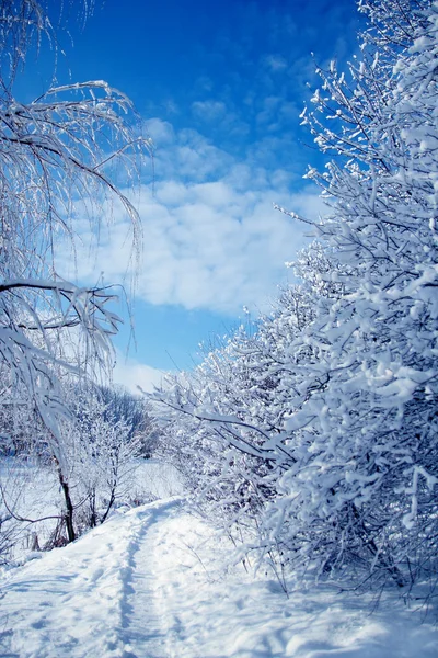 Parque de inverno floresta — Fotografia de Stock