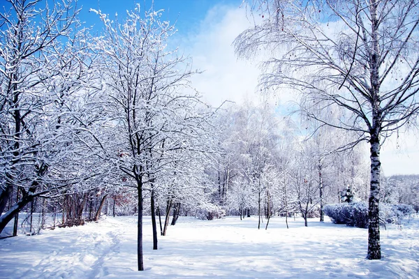 Kış park orman — Stok fotoğraf