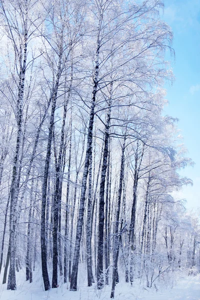 Parco invernale foresta — Foto Stock