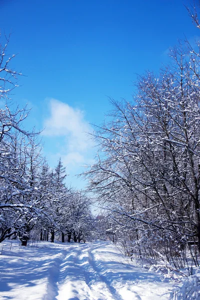 Winter park forest — Stock Photo, Image