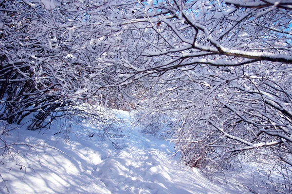 Kış park orman — Stok fotoğraf