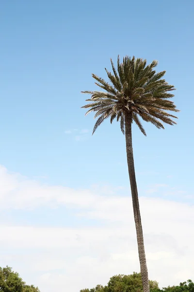 Palmera en el resort — Foto de Stock