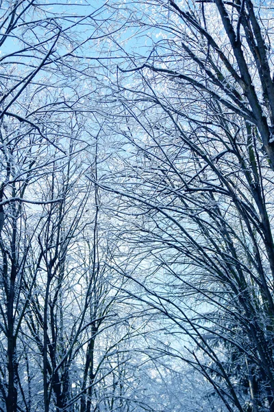 Bosque de invierno parque — Foto de Stock