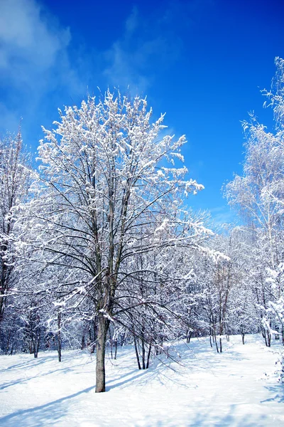 Bosque de invierno parque —  Fotos de Stock