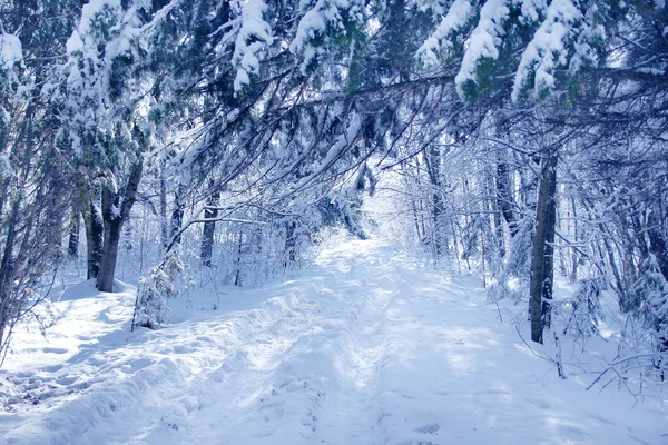 Χειμώνα forest park — Φωτογραφία Αρχείου