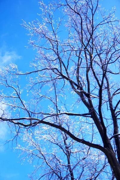 Bosque de invierno parque —  Fotos de Stock