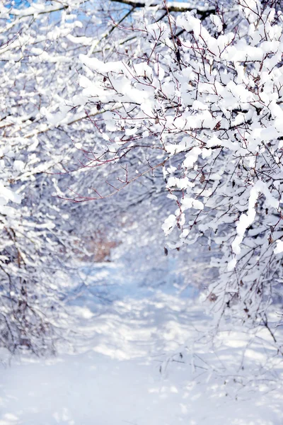 Winterparkwald — Stockfoto