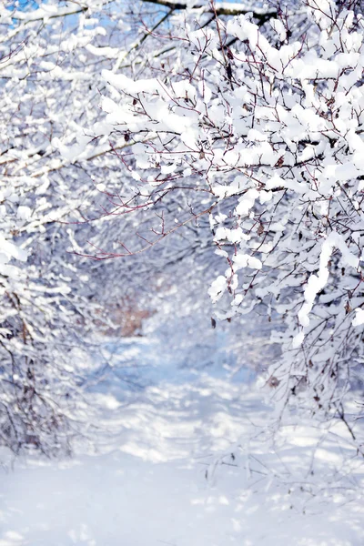 Forêt de parc d'hiver — Photo