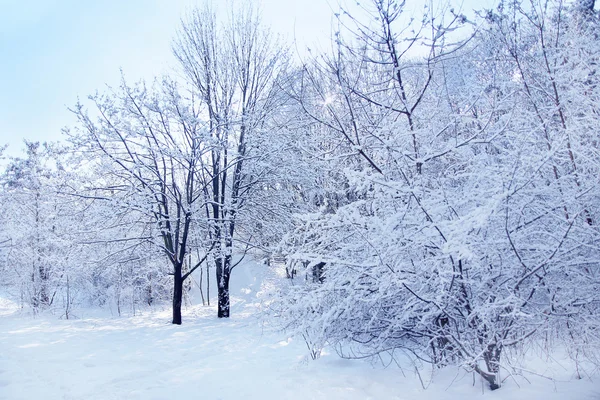 Parque de inverno floresta — Fotografia de Stock