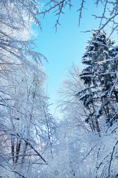 Kış park orman — Stok fotoğraf