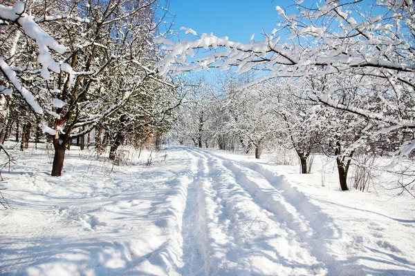 Winter park forest — Stock Photo, Image