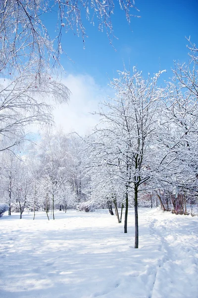 Inverno árvores fundo — Fotografia de Stock