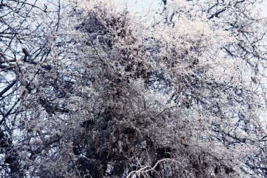 Kış ağaç arka plan