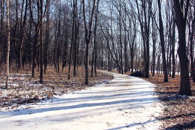 park Ladin ormanında kış