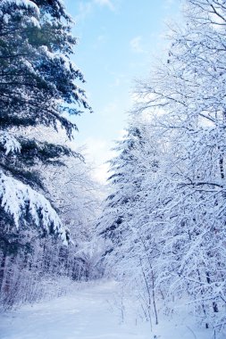 park Ladin ormanında kış