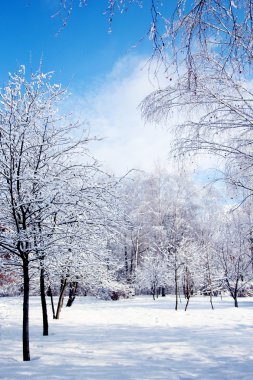 park Ladin ormanında kış