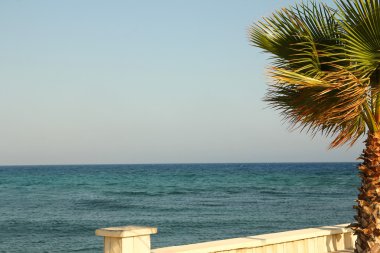 palmiye ağacı tatil