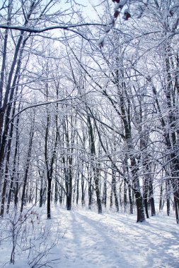 park Ladin ormanında kış