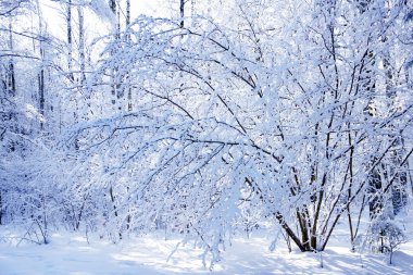 park Ladin ormanında kış