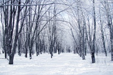 park Ladin ormanında kış